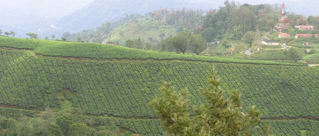 Munnar, Kerala